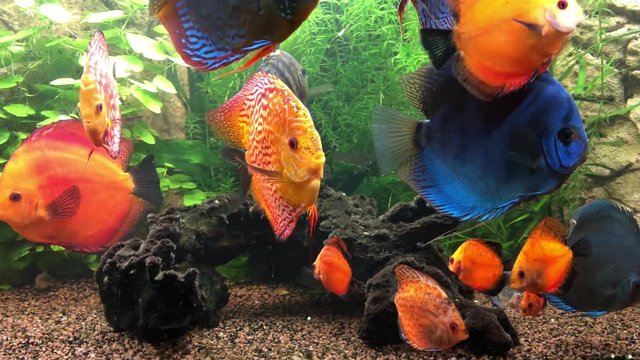 Diskusfische im Aquarium