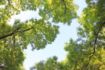 Sophora tree Crown