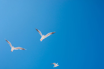 seagulls birds fly in the summer in the sky.