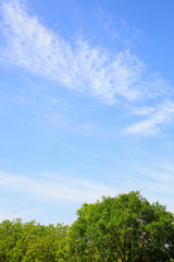 Fototapeta na wymiar Blue sky and white clouds and green trees