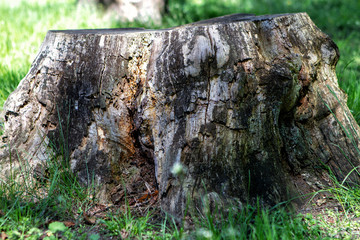 Old stump in the forest on a background of green grass.