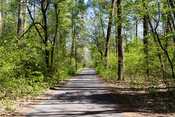 Trees with foliage in the forest. There is a road between the trees.