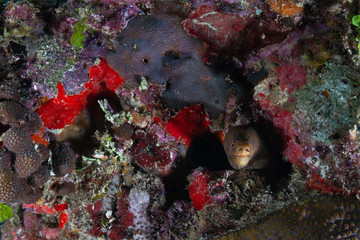 A Goldentail Moray Eel has found the safety of a crevice in the beautiful coral reefs and blue waters of the Caribbean off the island of Grenada.