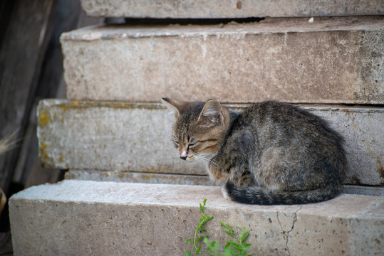 Gray and black kittens play on a good day