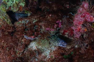 A Spotted Moray Eel has found the safety of a crevice in the beautiful coral reefs and blue waters...
