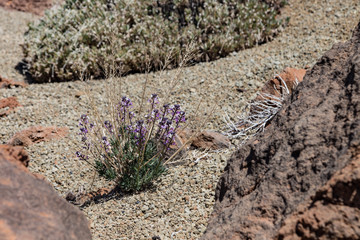 Blooming Teide wallflower (Erysimum scoparium), endemic, flowering on lava rock. National Park Teide, Tenerife, Canary Islands. Selective focus