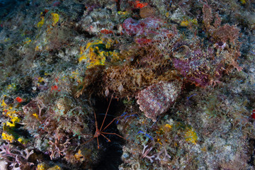 A Yellowline Arrow Crab and several Pederson Cleaner Shrimp are busy cleaning a very well camouflaged Spotted Scorpionfish on a coral reef off the coast of Grenada, West Indies.