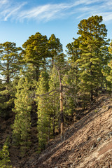 Fototapeta na wymiar Mountains and lava fields around volcano Teide, partly covered by the pine tree forest. Bright blue sky. Sunset time. Teide National Park, Tenerife, Canary Islands, Spain