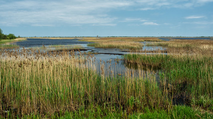 Lake, reeds and blue sky.. A typical landscape of Polesie. Sosno Lake at the border of Ukraine and Belarus. 