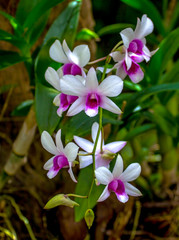 flower shot on  island