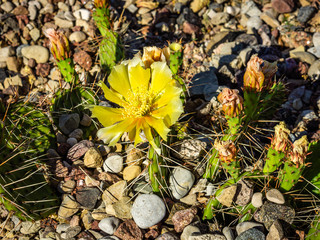 Yellow flowers of the cactus, view from above
