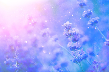 Fototapeta na wymiar Lavender. Blooming fragrant lavender flowers on a field, closeup. Violet background of growing lavender swaying on wind. Aromatherapy