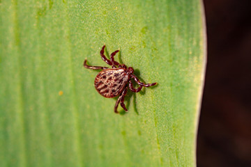 A dangerous parasite and infection carrier mite