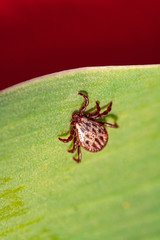 A dangerous parasite and infection carrier mite