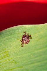 A dangerous parasite and infection carrier mite