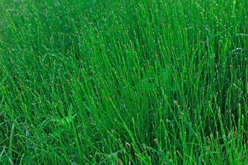 Equisetales in a park