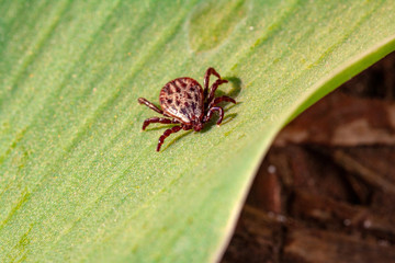 A dangerous parasite and infection carrier mite