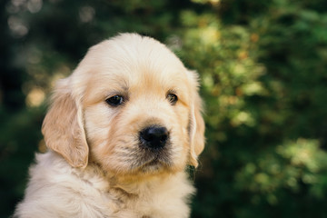 Golden Retriever puppy closeup outdoors portrait, one month old.
