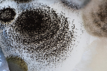 An extreme close up view of black spores in a petri dish inside a science lab. Copy space on the right.