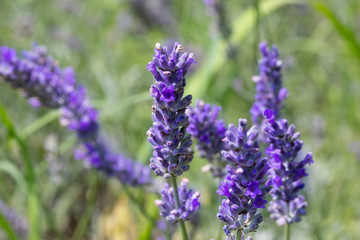 A close up view of lavender flowers in s spring meadow. Green bokeh and foliage is in the background with room for copy.