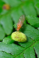 Polierfliege / Faulfliege (Meiosimyza sp.) sitzt an einer Pflanzengalle auf einem Farn,...