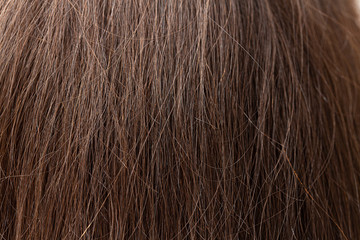 A macro view on the long and straight brunette hair of a beautiful young lady. Straightened hairstyle seen from behind and up close fills the frame.