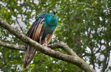 Thai peacock on a branch in the forest
