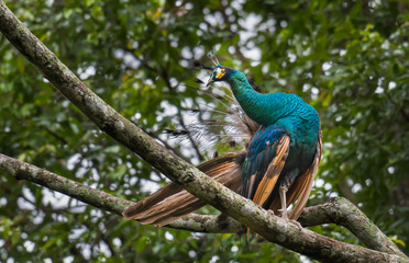 Obraz premium Thai peacock on a branch in the forest