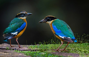 Two Blue-winged Pitta standing on a timber with moss.