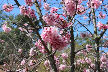 blooming cherry tree in spring