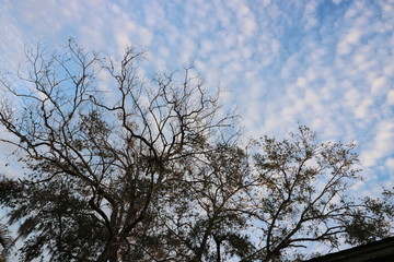 tree and blue sky