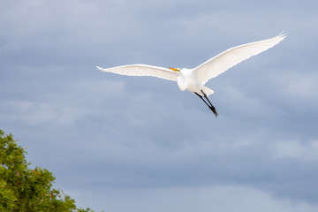 Flying Egret