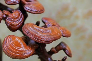 Ganoderma lucidum
