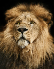 majestic lion portrait with black background