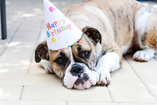 Cute Bulldog Wearing Party Hat Outside 1