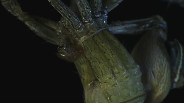 Fishing spider molting skin 1196 9