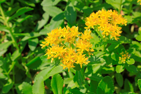 Sedum aizoon in a park