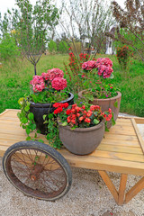 Fototapeta na wymiar flowerpot on the cart
