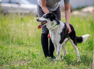 Black and white dog running and playing
