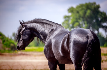 Fototapeta na wymiar Beautiful friesian stallion with a long mane