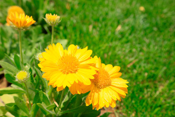 Gaillardia in a park