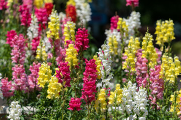 Colorful flower of Snapdragon, Antirrhinum majus