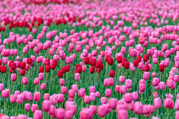 field of pink tulips, Pink tulips flower, in full bloom