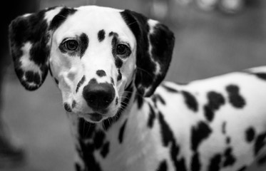 Dalmatian / Dog 