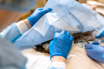 Vet surgeon assistant cover dog patient by sterile cover. preparing to vet surgical operation