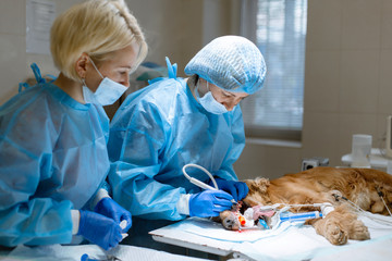 woman veterinarian dentist doing procedure of professional teeth cleaning dog in a veterinary clinic. Anesthetized dog with sensor on tongue. Pet healthcare concept - obrazy, fototapety, plakaty