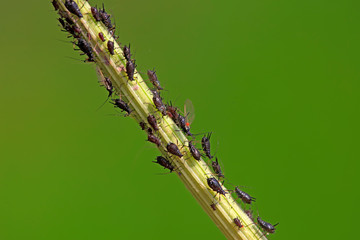 Black aphid in the wild
