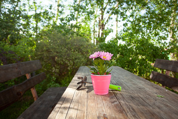 Close up of gardening flower in the pot and tools on the aged wooden table. Village concept. Summer...