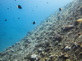 New corals colony on wreck of boat Cedar Pride in Aqaba, Jordan, Red Sea
