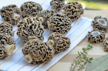 Freshly harvested spring edible morel mushrooms on a kitchen towel. Closeup, shallow depth of field.